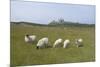 Sheep in a Field Beneath the Ruins of 14th Century Dunstanburgh Castle Craster England-Natalie Tepper-Mounted Photo