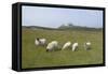 Sheep in a Field Beneath the Ruins of 14th Century Dunstanburgh Castle Craster England-Natalie Tepper-Framed Stretched Canvas