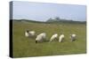 Sheep in a Field Beneath the Ruins of 14th Century Dunstanburgh Castle Craster England-Natalie Tepper-Stretched Canvas