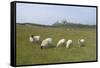 Sheep in a Field Beneath the Ruins of 14th Century Dunstanburgh Castle Craster England-Natalie Tepper-Framed Stretched Canvas