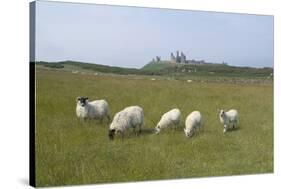 Sheep in a Field Beneath the Ruins of 14th Century Dunstanburgh Castle Craster England-Natalie Tepper-Stretched Canvas