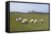 Sheep in a Field Beneath the Ruins of 14th Century Dunstanburgh Castle Craster England-Natalie Tepper-Framed Stretched Canvas