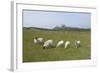 Sheep in a Field Beneath the Ruins of 14th Century Dunstanburgh Castle Craster England-Natalie Tepper-Framed Photo