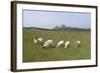 Sheep in a Field Beneath the Ruins of 14th Century Dunstanburgh Castle Craster England-Natalie Tepper-Framed Photo