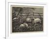 Sheep in a Field-null-Framed Giclee Print