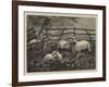 Sheep in a Field-null-Framed Giclee Print