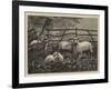 Sheep in a Field-null-Framed Giclee Print