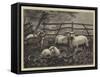 Sheep in a Field-null-Framed Stretched Canvas