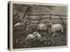 Sheep in a Field-null-Stretched Canvas