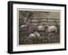 Sheep in a Field-null-Framed Giclee Print