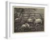 Sheep in a Field-null-Framed Giclee Print