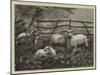 Sheep in a Field-null-Mounted Giclee Print