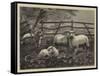 Sheep in a Field-null-Framed Stretched Canvas