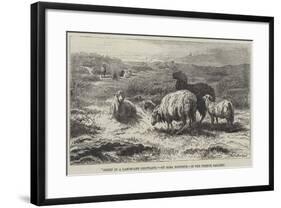 Sheep in a Landscape, Brittany-Rosa Bonheur-Framed Giclee Print