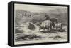 Sheep in a Landscape, Brittany-Rosa Bonheur-Framed Stretched Canvas