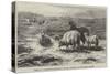 Sheep in a Landscape, Brittany-Rosa Bonheur-Stretched Canvas