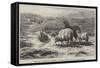 Sheep in a Landscape, Brittany-Rosa Bonheur-Framed Stretched Canvas