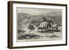 Sheep in a Landscape, Brittany-Rosa Bonheur-Framed Giclee Print