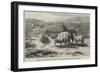 Sheep in a Landscape, Brittany-Rosa Bonheur-Framed Giclee Print