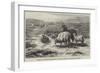 Sheep in a Landscape, Brittany-Rosa Bonheur-Framed Giclee Print