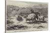 Sheep in a Landscape, Brittany-Rosa Bonheur-Stretched Canvas