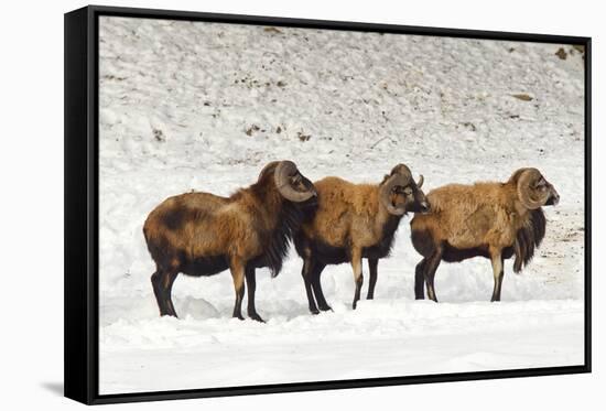 Sheep in A Line.-gjphotography-Framed Stretched Canvas