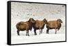 Sheep in A Line.-gjphotography-Framed Stretched Canvas