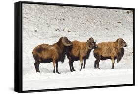 Sheep in A Line.-gjphotography-Framed Stretched Canvas