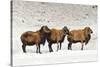 Sheep in A Line.-gjphotography-Stretched Canvas