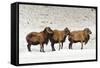 Sheep in A Line.-gjphotography-Framed Stretched Canvas