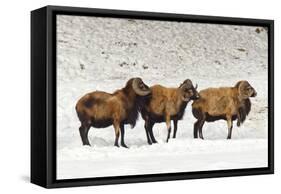 Sheep in A Line.-gjphotography-Framed Stretched Canvas