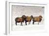 Sheep in A Line.-gjphotography-Framed Photographic Print