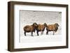 Sheep in A Line.-gjphotography-Framed Photographic Print