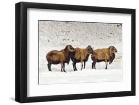 Sheep in A Line.-gjphotography-Framed Photographic Print