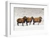 Sheep in A Line.-gjphotography-Framed Photographic Print