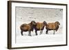 Sheep in A Line.-gjphotography-Framed Photographic Print