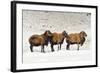 Sheep in A Line.-gjphotography-Framed Photographic Print