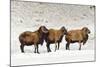 Sheep in A Line.-gjphotography-Mounted Photographic Print