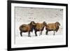 Sheep in A Line.-gjphotography-Framed Photographic Print