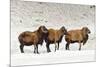 Sheep in A Line.-gjphotography-Mounted Photographic Print