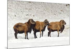 Sheep in A Line.-gjphotography-Mounted Photographic Print