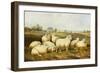 Sheep in a Meadow-James Charles Morris-Framed Giclee Print