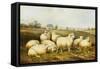 Sheep in a Meadow-James Charles Morris-Framed Stretched Canvas