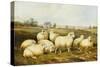 Sheep in a Meadow-James Charles Morris-Stretched Canvas