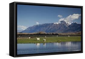 Sheep in Dart River Valley, Glenorchy, Queenstown, South Island, New Zealand, Pacific-Nick-Framed Stretched Canvas