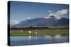 Sheep in Dart River Valley, Glenorchy, Queenstown, South Island, New Zealand, Pacific-Nick-Stretched Canvas