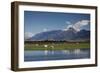 Sheep in Dart River Valley, Glenorchy, Queenstown, South Island, New Zealand, Pacific-Nick-Framed Photographic Print