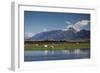 Sheep in Dart River Valley, Glenorchy, Queenstown, South Island, New Zealand, Pacific-Nick-Framed Photographic Print
