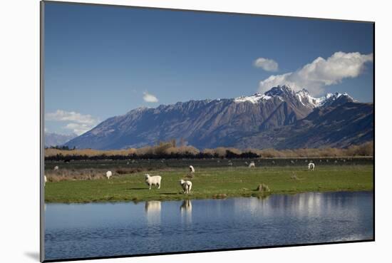Sheep in Dart River Valley, Glenorchy, Queenstown, South Island, New Zealand, Pacific-Nick-Mounted Photographic Print