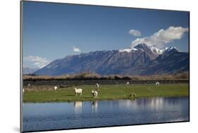 Sheep in Dart River Valley, Glenorchy, Queenstown, South Island, New Zealand, Pacific-Nick-Mounted Photographic Print